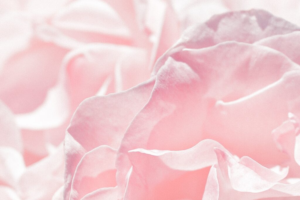 Detailed view of pink roses.